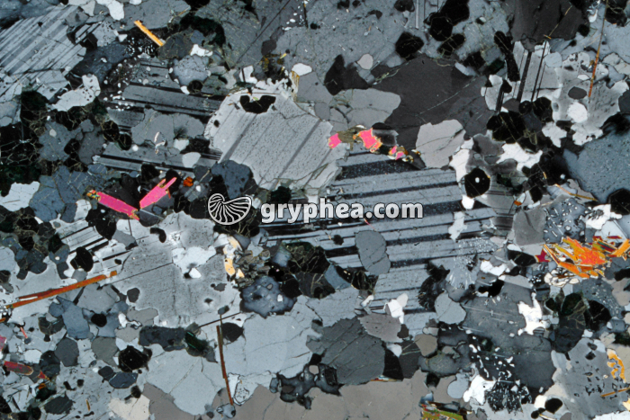 Feldspaths plagioclases dans un gabbro LPA x10 - gryphea.org